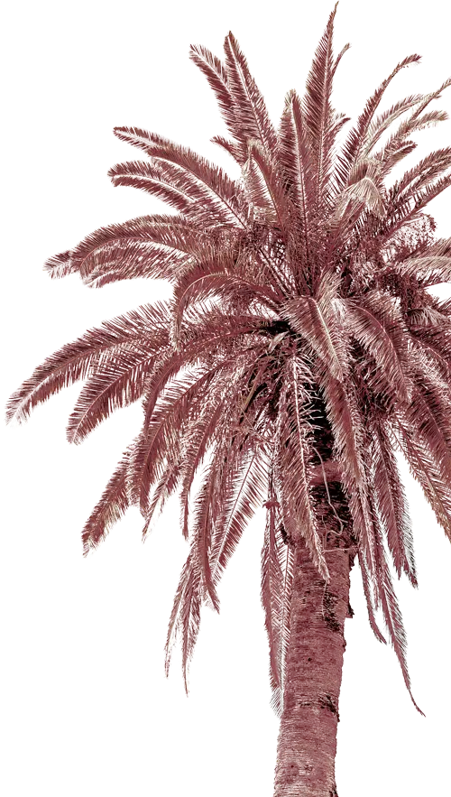 Palm tree