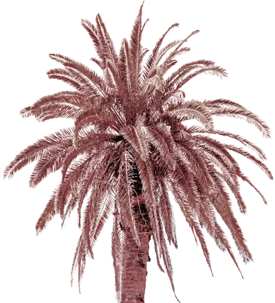 Palm tree